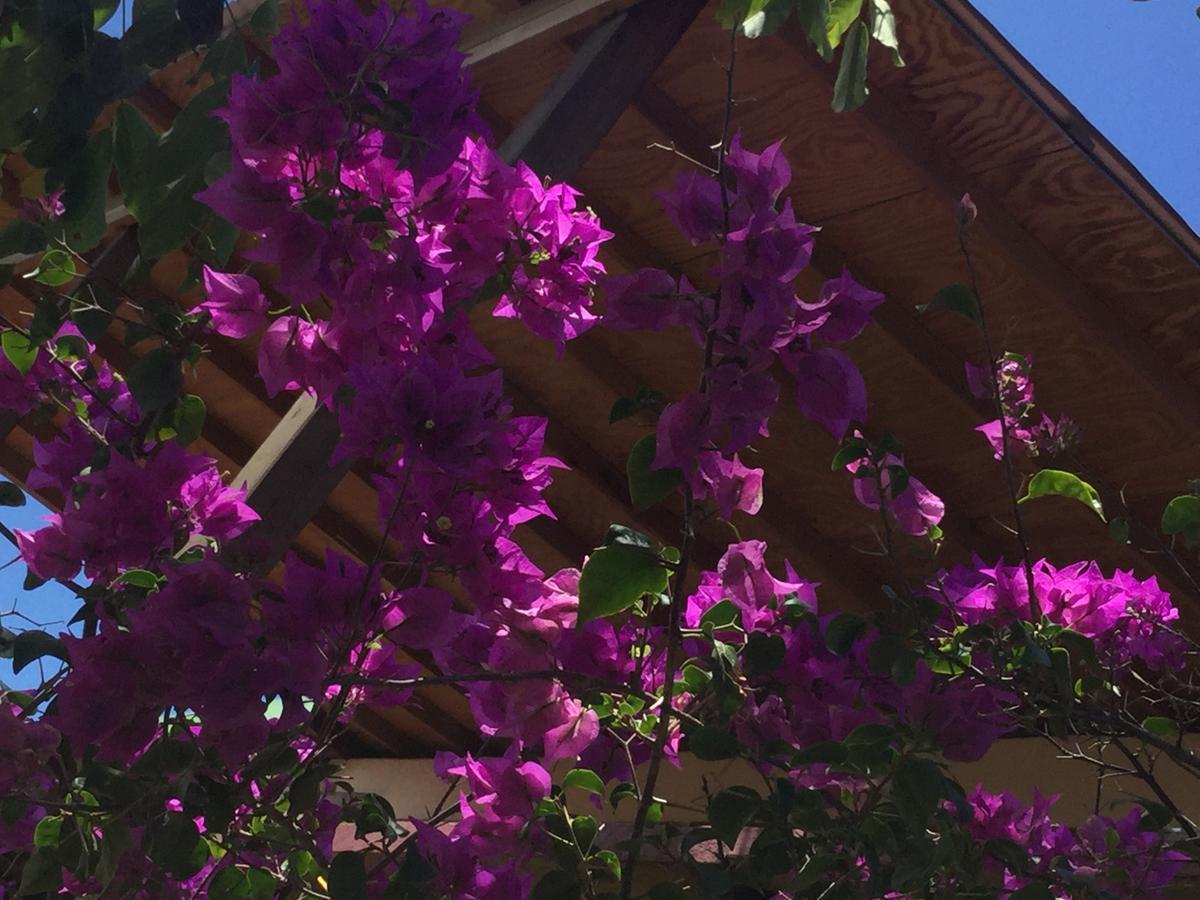 Creole House 2 Bedrooms With Garden Best View Rodney Bay 21 Gros Islet Exteriér fotografie